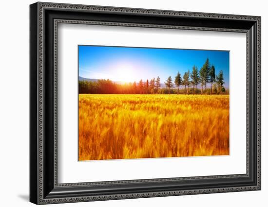 Beautiful Autumn Landscape, Dry Golden Grass Field, High Green Pine Trees, Autumnal Nature, Sunny D-Anna Omelchenko-Framed Photographic Print