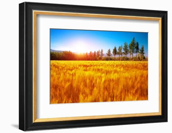 Beautiful Autumn Landscape, Dry Golden Grass Field, High Green Pine Trees, Autumnal Nature, Sunny D-Anna Omelchenko-Framed Photographic Print