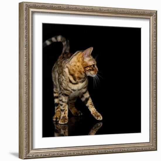 Beautiful Bengal Cat-Svetlana Mandrikova-Framed Photographic Print