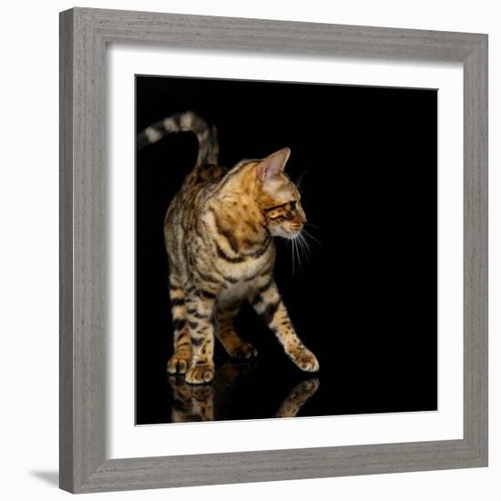 Beautiful Bengal Cat-Svetlana Mandrikova-Framed Photographic Print