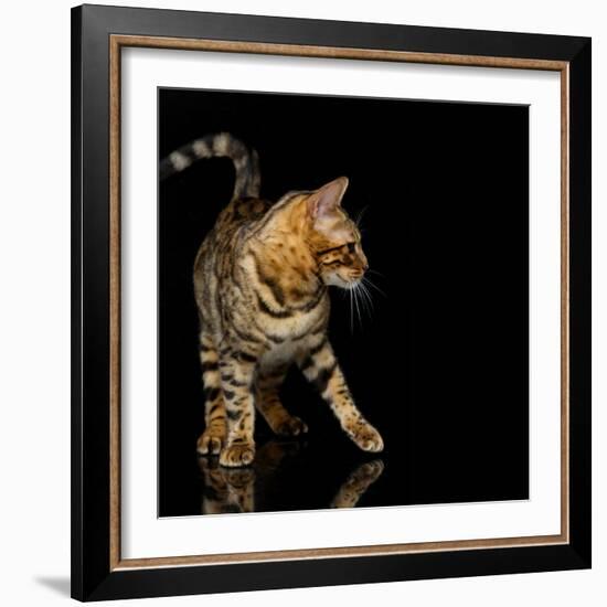 Beautiful Bengal Cat-Svetlana Mandrikova-Framed Photographic Print