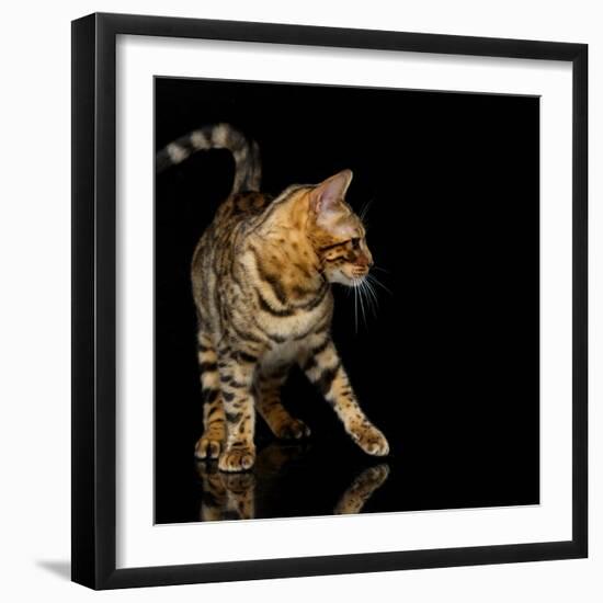 Beautiful Bengal Cat-Svetlana Mandrikova-Framed Photographic Print