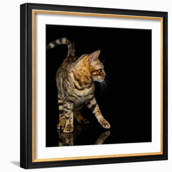 Beautiful Bengal Cat-Svetlana Mandrikova-Framed Photographic Print