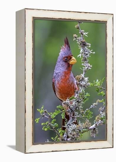 Beautiful Bird of Texas-Art Wolfe-Framed Premier Image Canvas