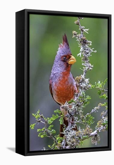 Beautiful Bird of Texas-Art Wolfe-Framed Premier Image Canvas