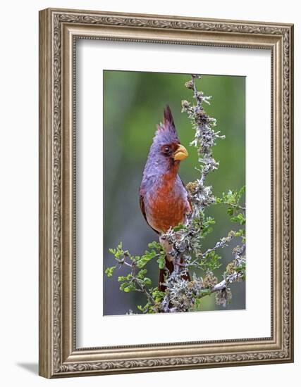 Beautiful Bird of Texas-Art Wolfe-Framed Photographic Print