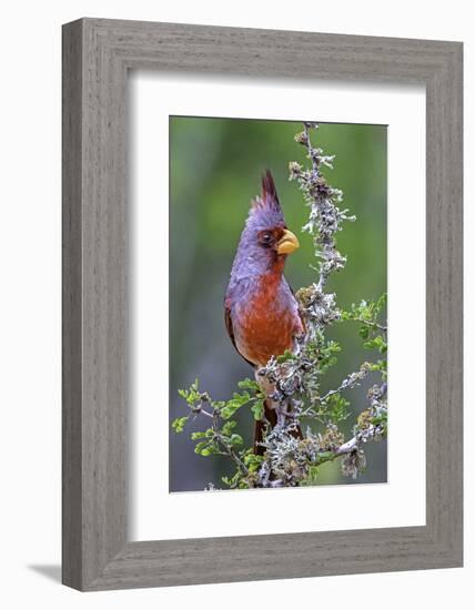 Beautiful Bird of Texas-Art Wolfe-Framed Photographic Print