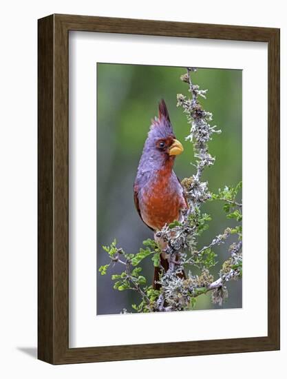 Beautiful Bird of Texas-Art Wolfe-Framed Photographic Print