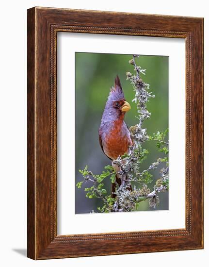 Beautiful Bird of Texas-Art Wolfe-Framed Photographic Print