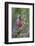 Beautiful Bird of Texas-Art Wolfe-Framed Photographic Print