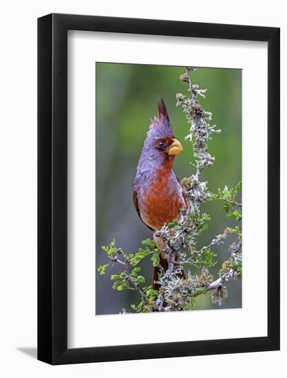 Beautiful Bird of Texas-Art Wolfe-Framed Photographic Print