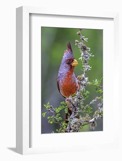 Beautiful Bird of Texas-Art Wolfe-Framed Photographic Print