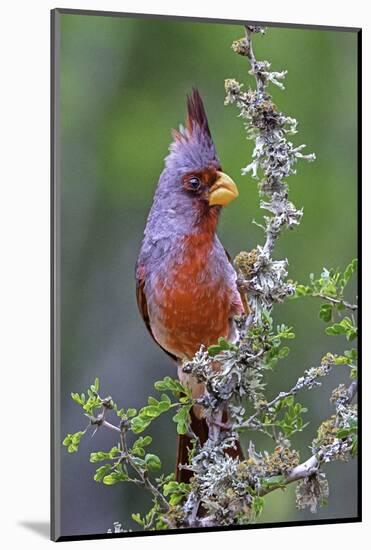 Beautiful Bird of Texas-Art Wolfe-Mounted Photographic Print