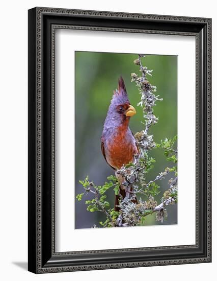 Beautiful Bird of Texas-Art Wolfe-Framed Photographic Print