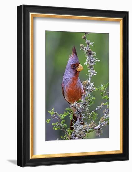 Beautiful Bird of Texas-Art Wolfe-Framed Photographic Print