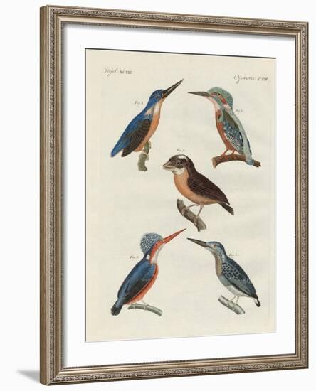 Beautiful Birds-null-Framed Giclee Print