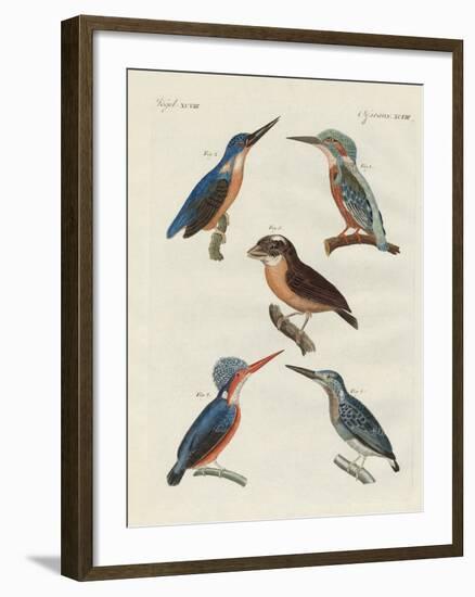 Beautiful Birds-null-Framed Giclee Print