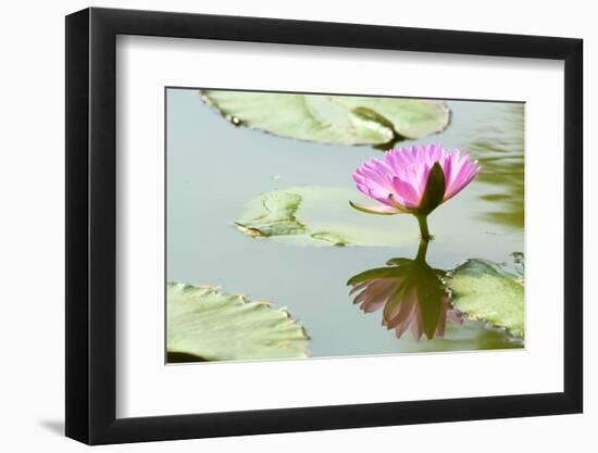 Beautiful Blooming Lotus Flower or Water Lily with its Reflection Shadow in Blue Water-peeravit-Framed Photographic Print