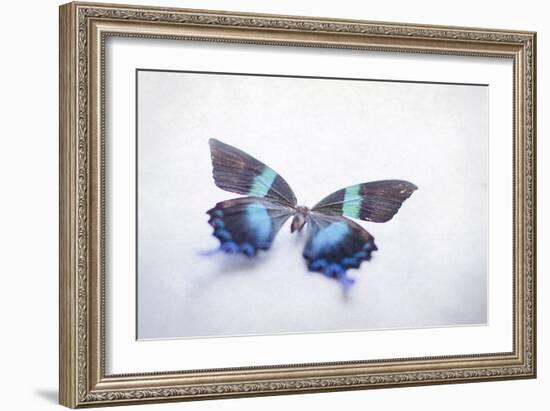 Beautiful Blue And Black Butterfly-null-Framed Photographic Print