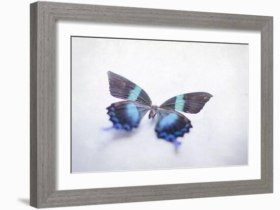 Beautiful Blue And Black Butterfly-null-Framed Photographic Print