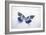 Beautiful Blue And Black Butterfly-null-Framed Photographic Print
