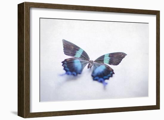 Beautiful Blue And Black Butterfly-null-Framed Photographic Print