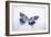 Beautiful Blue And Black Butterfly-null-Framed Photographic Print