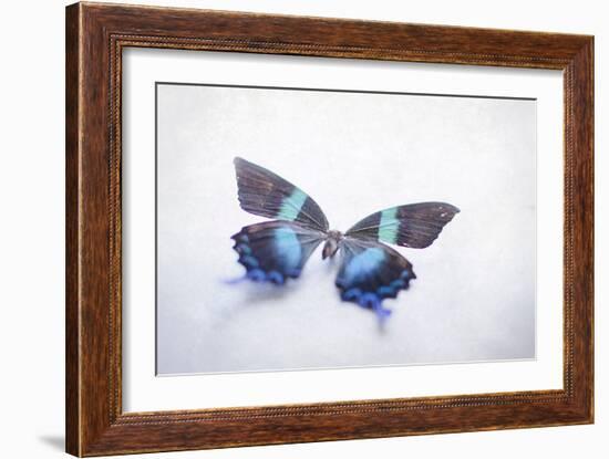 Beautiful Blue And Black Butterfly-null-Framed Photographic Print