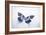 Beautiful Blue And Black Butterfly-null-Framed Photographic Print