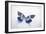 Beautiful Blue And Black Butterfly-null-Framed Photographic Print