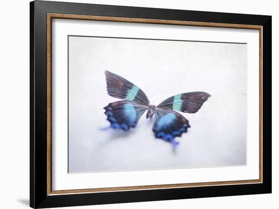 Beautiful Blue And Black Butterfly-null-Framed Photographic Print