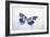 Beautiful Blue And Black Butterfly-null-Framed Photographic Print