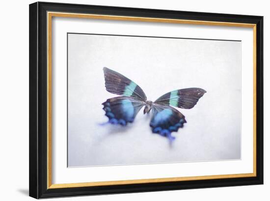 Beautiful Blue And Black Butterfly-null-Framed Photographic Print