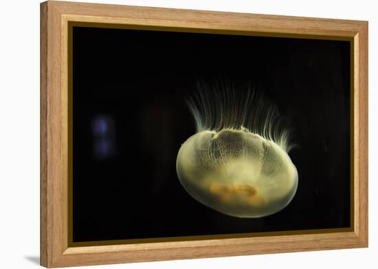 Beautiful Brightly Lit Up Bioluminescence of This Moon Jellyfish-Sheila Haddad-Framed Premier Image Canvas