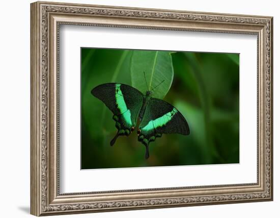 Beautiful Butterfly. Green Swallowtail Butterfly, Papilio Palinurus. Insect in the Nature Habitat.-Ondrej Prosicky-Framed Photographic Print