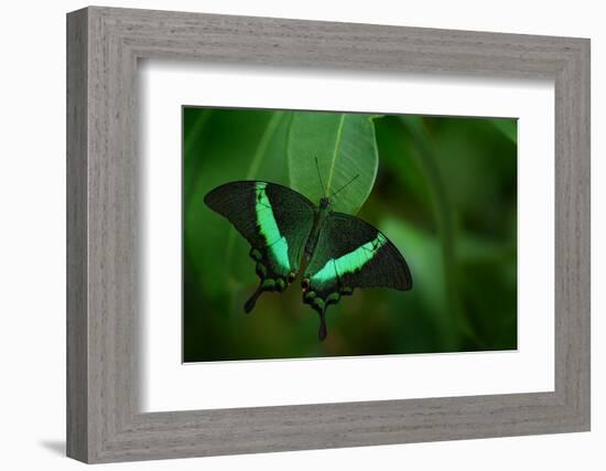 Beautiful Butterfly. Green Swallowtail Butterfly, Papilio Palinurus. Insect in the Nature Habitat.-Ondrej Prosicky-Framed Photographic Print