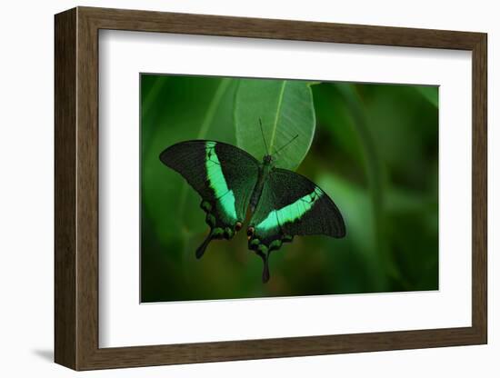 Beautiful Butterfly. Green Swallowtail Butterfly, Papilio Palinurus. Insect in the Nature Habitat.-Ondrej Prosicky-Framed Photographic Print