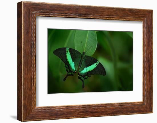 Beautiful Butterfly. Green Swallowtail Butterfly, Papilio Palinurus. Insect in the Nature Habitat.-Ondrej Prosicky-Framed Photographic Print