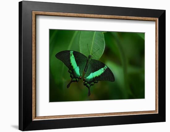 Beautiful Butterfly. Green Swallowtail Butterfly, Papilio Palinurus. Insect in the Nature Habitat.-Ondrej Prosicky-Framed Photographic Print