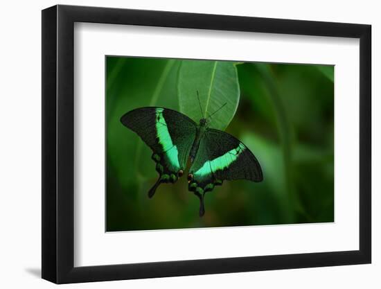 Beautiful Butterfly. Green Swallowtail Butterfly, Papilio Palinurus. Insect in the Nature Habitat.-Ondrej Prosicky-Framed Photographic Print