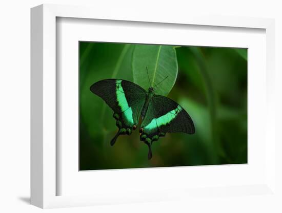 Beautiful Butterfly. Green Swallowtail Butterfly, Papilio Palinurus. Insect in the Nature Habitat.-Ondrej Prosicky-Framed Photographic Print