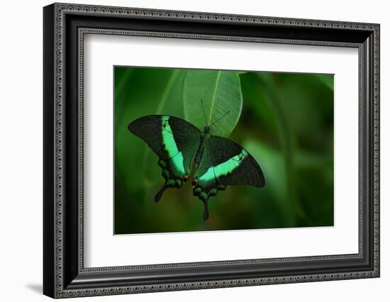 Beautiful Butterfly. Green Swallowtail Butterfly, Papilio Palinurus. Insect in the Nature Habitat.-Ondrej Prosicky-Framed Photographic Print