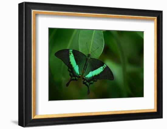 Beautiful Butterfly. Green Swallowtail Butterfly, Papilio Palinurus. Insect in the Nature Habitat.-Ondrej Prosicky-Framed Photographic Print