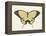 Beautiful Butterfly I-Vision Studio-Framed Stretched Canvas