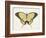 Beautiful Butterfly I-Vision Studio-Framed Art Print