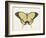 Beautiful Butterfly I-Vision Studio-Framed Art Print