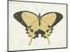 Beautiful Butterfly I-Vision Studio-Mounted Art Print