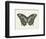 Beautiful Butterfly II-Vision Studio-Framed Art Print