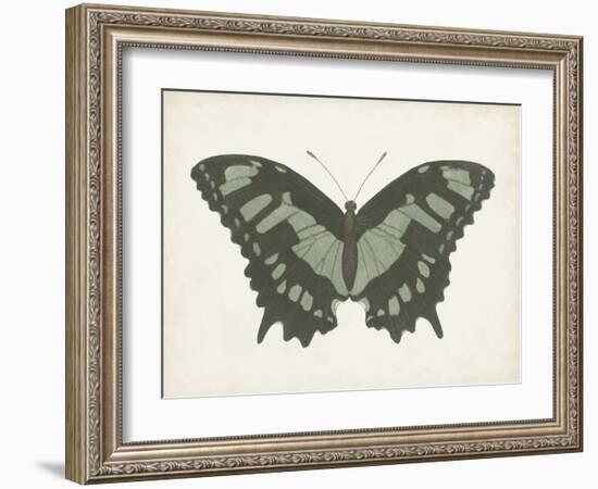 Beautiful Butterfly II-Vision Studio-Framed Art Print