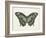 Beautiful Butterfly II-Vision Studio-Framed Art Print